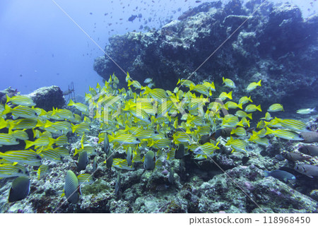Coral Reef and Tropical Fish on Maldives island. Tropical and coral sea wildelife. Beautiful underwater world. Underwater photography. Coral Reef and Tropical Fish on Maldives island. Tropical and coral sea wildelife. Beautiful underwater world. Underwater photography. 118968450