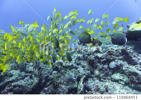 Coral Reef and Tropical Fish on Maldives island. Tropical and coral sea wildelife. Beautiful underwater world. Underwater photography. Coral Reef and Tropical Fish on Maldives island. Tropical and coral sea wildelife. Beautiful underwater world. Underwater photography. 118968451