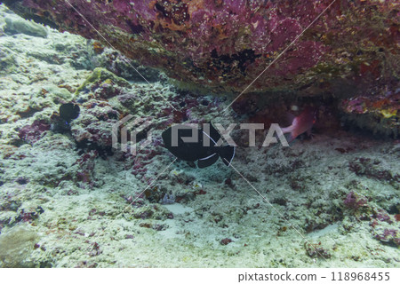 Coral Reef and Tropical Fish on Maldives island. Tropical and coral sea wildelife. Beautiful underwater world. Underwater photography. Coral Reef and Tropical Fish on Maldives island. Tropical and coral sea wildelife. Beautiful underwater world. Underwater photography. 118968455