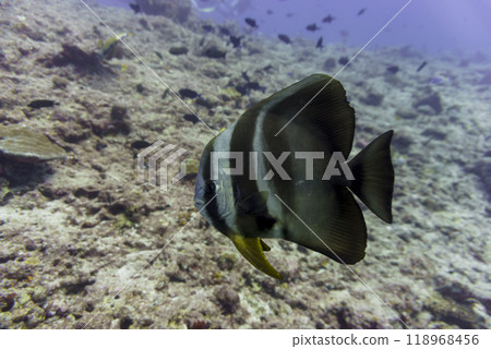 Orbicular batfish (Platax orbicularis) in the coral reef of Maldives island. Tropical and coral sea wildelife. Beautiful underwater world. Underwater photography. 118968456
