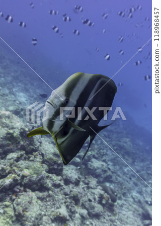 Orbicular batfish (Platax orbicularis) in the coral reef of Maldives island. Tropical and coral sea wildelife. Beautiful underwater world. Underwater photography. Orbicular batfish (Platax orbicularis) in the coral reef of Maldives island. Tropical and coral sea wildelife. Beautiful underwater world. Underwater photography. 118968457