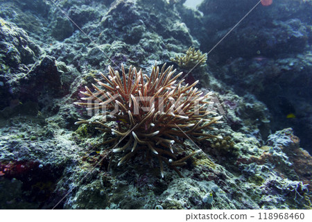 Coral Reef and Tropical Fish on Maldives island. Tropical and coral sea wildelife. Beautiful underwater world. Underwater photography. 118968460