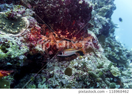 Coral Reef and Tropical Fish on Maldives island. Tropical and coral sea wildelife. Beautiful underwater world. Underwater photography. Coral Reef and Tropical Fish on Maldives island. Tropical and coral sea wildelife. Beautiful underwater world. Underwater photography. 118968462