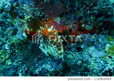 Coral Reef and Tropical Fish on Maldives island. Tropical and coral sea wildelife. Beautiful underwater world. Underwater photography. Coral Reef and Tropical Fish on Maldives island. Tropical and coral sea wildelife. Beautiful underwater world. Underwater photography. 118968464