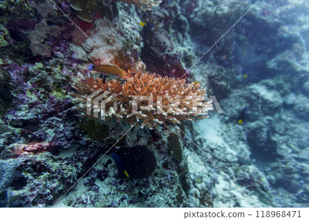 Coral Reef and Tropical Fish on Maldives island. Tropical and coral sea wildelife. Beautiful underwater world. Underwater photography. Coral Reef and Tropical Fish on Maldives island. Tropical and coral sea wildelife. Beautiful underwater world. Underwater photography. 118968471