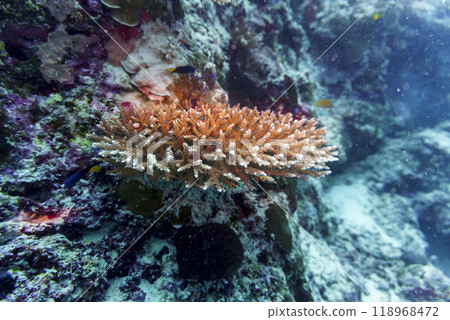 Coral Reef and Tropical Fish on Maldives island. Tropical and coral sea wildelife. Beautiful underwater world. Underwater photography. Coral Reef and Tropical Fish on Maldives island. Tropical and coral sea wildelife. Beautiful underwater world. Underwater photography. 118968472