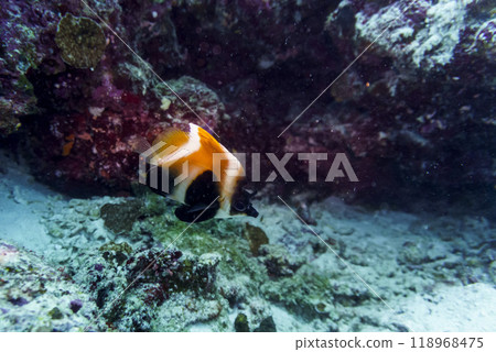 Coral Reef and Tropical Fish on Maldives island. Tropical and coral sea wildelife. Beautiful underwater world. Underwater photography. Coral Reef and Tropical Fish on Maldives island. Tropical and coral sea wildelife. Beautiful underwater world. Underwater photography. 118968475