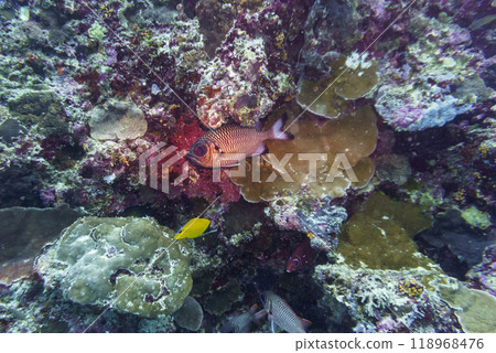 Blacktip soldier fish (Myripristis botche) in the coral reef of Maldives island. Tropical and coral sea wildelife. Beautiful underwater world. Underwater photography. 118968476