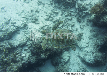 Green sea turtle. Tropical and coral sea wildelife. Beautiful underwater world. Underwater photography. 118968481