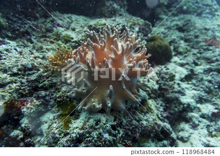 Coral Reef and Tropical Fish on Maldives island. Tropical and coral sea wildelife. Beautiful underwater world. Underwater photography. Coral Reef and Tropical Fish on Maldives island. Tropical and coral sea wildelife. Beautiful underwater world. Underwater photography. 118968484
