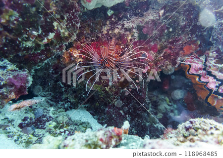 Lionfish (Pterois mombasae). Scorpaenidae - beautiful and dangerous sea fish on Maldives island. Tropical and coral sea wildelife. Beautiful underwater world. Underwater photography. Lionfish (Pterois mombasae). Scorpaenidae - beautiful and dangerous sea fish on Maldives island. Tropical and coral sea wildelife. Beautiful underwater world. Underwater photography. 118968485