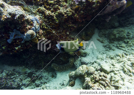 Emperor angelfish (Pomacanthus imperator)in the coral reef of Maldives island. Tropical and coral sea wildelife. Beautiful underwater world. Underwater photography. 118968488
