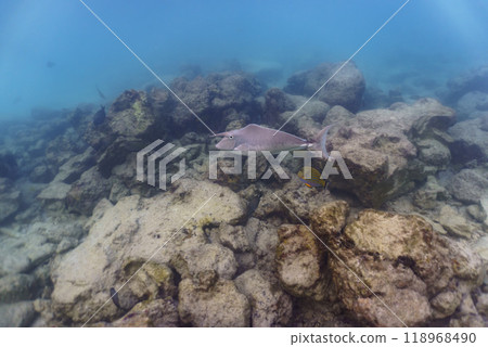 Unicorn Surgeonfish in the coral reef of Maldives island. Tropical and coral sea wildelife. Beautiful underwater world. Underwater photography. 118968490