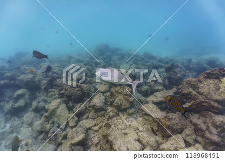 Unicorn Surgeonfish in the coral reef of Maldives island. Tropical and coral sea wildelife. Beautiful underwater world. Underwater photography. 118968491