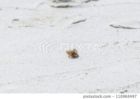 Hermit crab on the sand beach. Selective focus. Close up. 118968497