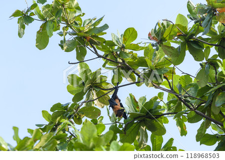 Flying Fox on Maldives island. Fruit bat flying. Gray-headed Flying Fox (Pteropus poliocephalus). 118968503