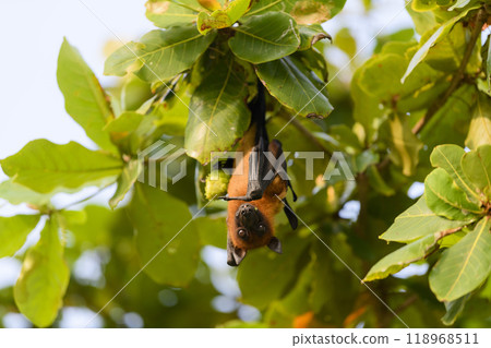 Flying Fox on Maldives island. Fruit bat flying. Gray-headed Flying Fox (Pteropus poliocephalus). Flying Fox on Maldives island. Fruit bat flying. Gray-headed Flying Fox (Pteropus poliocephalus). 118968511