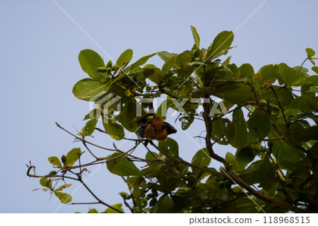 Flying Fox on Maldives island. Fruit bat flying. Gray-headed Flying Fox (Pteropus poliocephalus). Flying Fox on Maldives island. Fruit bat flying. Gray-headed Flying Fox (Pteropus poliocephalus). 118968515