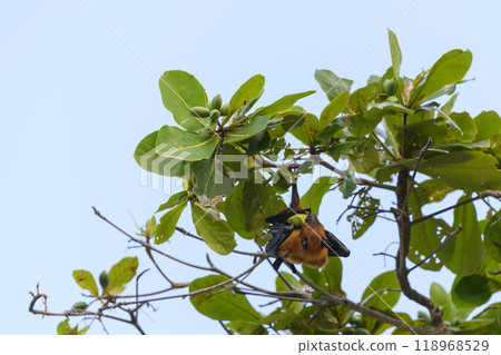 Flying Fox on Maldives island. Fruit bat flying. Gray-headed Flying Fox (Pteropus poliocephalus). 118968529