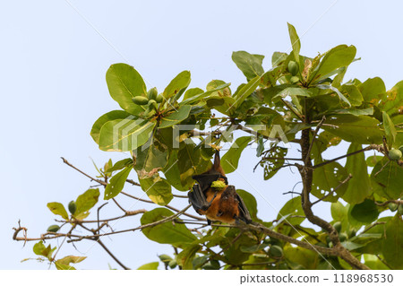 Flying Fox on Maldives island. Fruit bat flying. Gray-headed Flying Fox (Pteropus poliocephalus). Flying Fox on Maldives island. Fruit bat flying. Gray-headed Flying Fox (Pteropus poliocephalus). 118968530