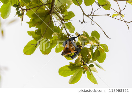Flying Fox on Maldives island. Fruit bat flying. Gray-headed Flying Fox (Pteropus poliocephalus). 118968531
