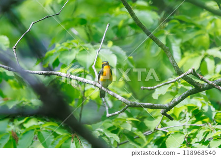可愛的鶲（鶲）在神奈川縣清新的綠色森林中美妙地鳴叫 - 拍攝於 2024 年 118968540
