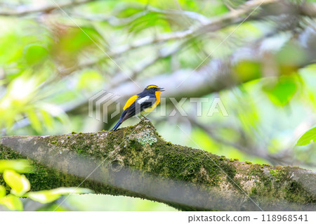 可愛的鶲（鶲）在神奈川縣清新的綠色森林中美妙地鳴叫 - 拍攝於 2024 年 118968541
