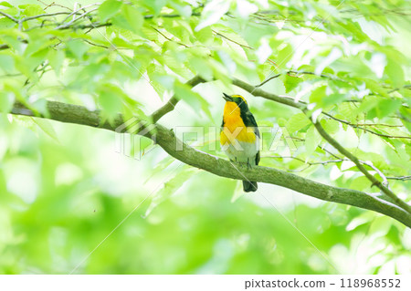 可愛的鶲（鶲）在神奈川縣清新的綠色森林中美妙地鳴叫 - 拍攝於 2024 年 118968552