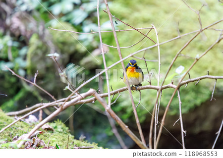 A cute Narcissus flycatcher (Flycatcher family) singing beautifully in a forest of fresh greenery. Kanagawa Prefecture - Photographed in 2024 118968553