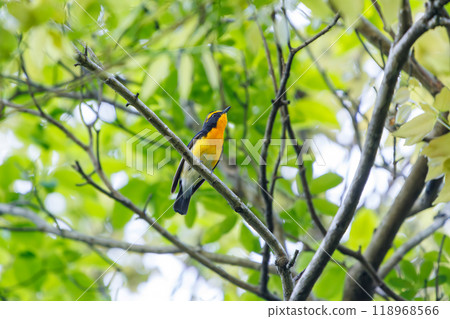 A cute Narcissus flycatcher (Flycatcher family) singing beautifully in a forest of fresh greenery. Kanagawa Prefecture - Photographed in 2024 118968566