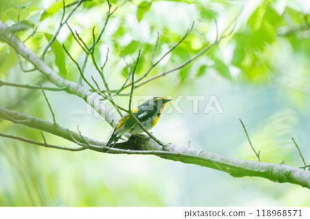 A cute Narcissus flycatcher (Flycatcher family) singing beautifully in a forest of fresh greenery. Kanagawa Prefecture - Photographed in 2024 118968571
