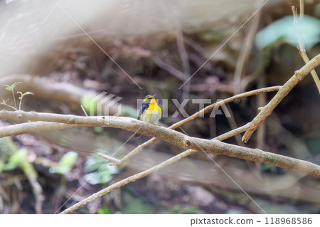 A cute Narcissus flycatcher (Flycatcher family) singing beautifully in a forest of fresh greenery. Kanagawa Prefecture - Photographed in 2024 118968586