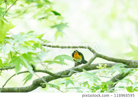 A cute Narcissus flycatcher (Flycatcher family) singing beautifully in a forest of fresh greenery. Kanagawa Prefecture - Photographed in 2024 A cute Narcissus flycatcher (Flycatcher family) singing beautifully in a forest of fresh greenery. Kanagawa Prefecture - Photographed in 2024 118968595