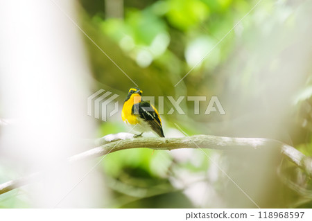A cute Narcissus flycatcher (Flycatcher family) singing beautifully in a forest of fresh greenery. Kanagawa Prefecture - Photographed in 2024 118968597