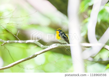 可愛的鶲（鶲）在神奈川縣清新的綠色森林中美妙地鳴叫 - 拍攝於 2024 年 118968598