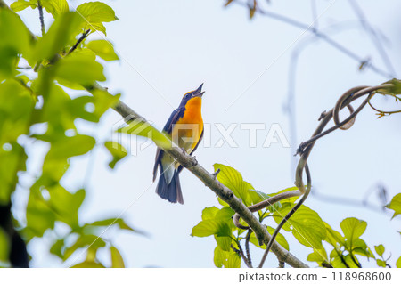 可愛的鶲（鶲）在神奈川縣清新的綠色森林中美妙地鳴叫 - 拍攝於 2024 年 118968600
