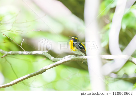 A cute Narcissus flycatcher (Flycatcher family) singing beautifully in a forest of fresh greenery. Kanagawa Prefecture - Photographed in 2024 A cute Narcissus flycatcher (Flycatcher family) singing beautifully in a forest of fresh greenery. Kanagawa Prefecture - Photographed in 2024 118968602