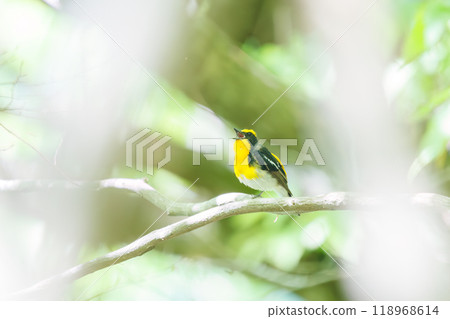 A cute Narcissus flycatcher (Flycatcher family) singing beautifully in a forest of fresh greenery. Kanagawa Prefecture - Photographed in 2024 118968614