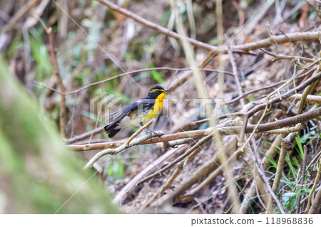 A cute Narcissus flycatcher (Flycatcher family) preening its feathers amidst the fresh greenery. Kanagawa Prefecture - Photographed in 2024 118968836