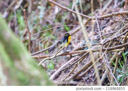 A cute Narcissus flycatcher (Flycatcher family) preening its feathers amidst the fresh greenery. Kanagawa Prefecture - Photographed in 2024 118968855