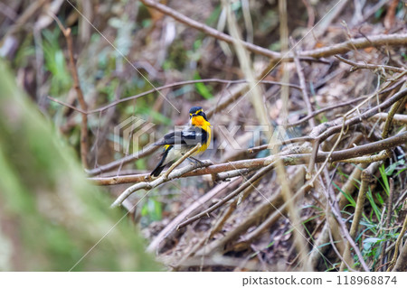 A cute Narcissus flycatcher (Flycatcher family) preening its feathers amidst the fresh greenery. Kanagawa Prefecture - Photographed in 2024 118968874