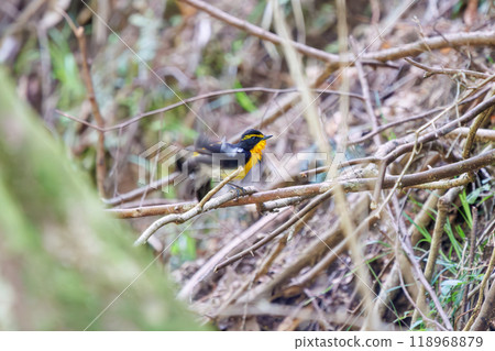 A cute Narcissus flycatcher (Flycatcher family) preening its feathers amidst the fresh greenery. Kanagawa Prefecture - Photographed in 2024 118968879