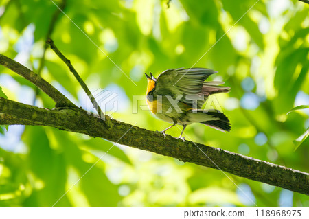 A cute Narcissus flycatcher (Flycatcher) takes off to catch flying insects in the midst of fresh greenery Kanagawa Prefecture - 2024 118968975