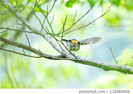 鶲起飛在新鮮的綠色植物中捕捉昆蟲(鶲)可愛的鶲(鶲科)神奈川縣-2024 鶲起飛在新鮮的綠色植物中捕捉昆蟲(鶲)可愛的鶲(鶲科)神奈川縣-2024 118968988