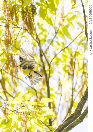 鶲起飛在新鮮的綠色植物中捕捉昆蟲(鶲)可愛的鶲(鶲科)神奈川縣-2024 鶲起飛在新鮮的綠色植物中捕捉昆蟲(鶲)可愛的鶲(鶲科)神奈川縣-2024 118969002