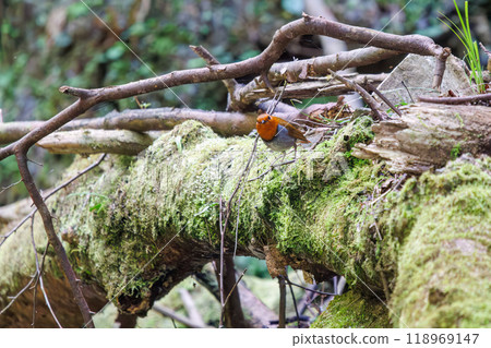 A cute robin (Family: Robinidae) flying around in the forest along a mossy stream, Kanagawa Prefecture - Photographed in 2024 118969147