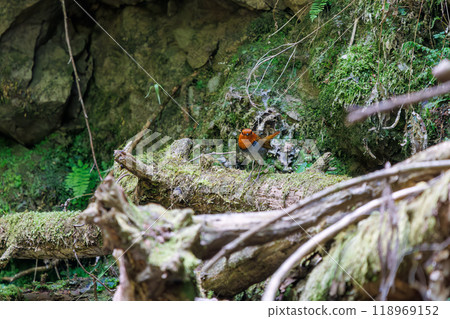 A cute robin (Family: Robinidae) flying around in the forest along a mossy stream, Kanagawa Prefecture - Photographed in 2024 A cute robin (Family: Robinidae) flying around in the forest along a mossy stream, Kanagawa Prefecture - Photographed in 2024 118969152