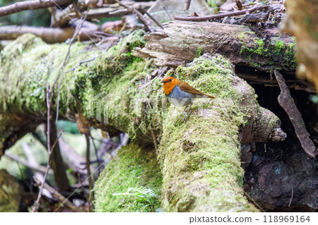 A cute robin (Family: Robinidae) flying around in the forest along a mossy stream, Kanagawa Prefecture - Photographed in 2024 118969164