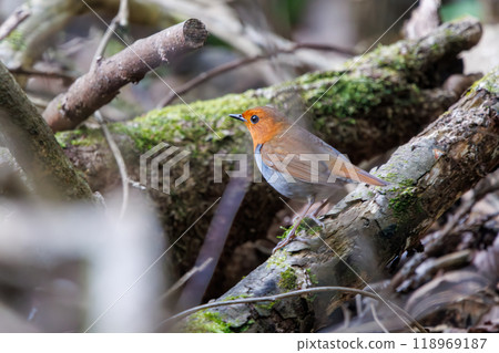 A cute robin (Family: Robinidae) flying around in the forest along a mossy stream, Kanagawa Prefecture - Photographed in 2024 118969187
