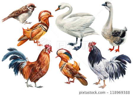 Set birds hand-painted watercolor Isolated on white background, birds clipart for designers, wild nature creative decor 118969388